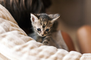 Little boy with tabby kitten - VABF000662