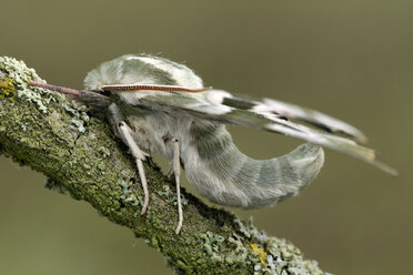 Lime Hawk-moth on twig - MJOF001229