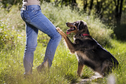 Young woman taming her mongrel on a meadow - MIDF000747