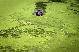 Mischling schwimmt in Teich mit Algen - MIDF000755