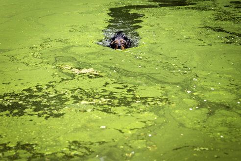 Mongrel swimming in pond with alga - MIDF000755