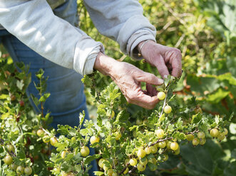 Senior woman harvesting gooseberries in a vegetable garden - HAWF000947