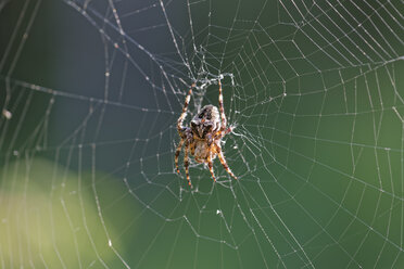 Kreuzspinne, Araneus circe - GFF000631