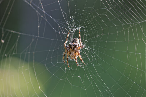 Cross spider, Araneus circe - GFF000631