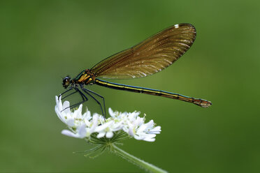 Weibliche Schöne Demoiselle auf Blüte - MJOF001230