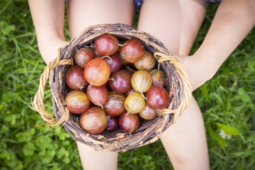 Girl's hands holding wickerbasket of gooseberries - LVF005117