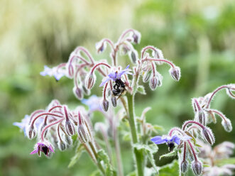 Borage, Borago officinalis, flowers with bumblebee - HAWF000948