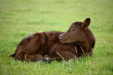 Lincoln Rotes Kalb auf einer Wiese liegend - MJOF001235