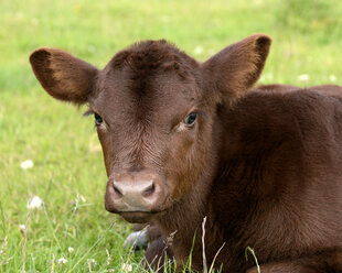 Portrait of Lincoln Red calf on a meadow - MJOF001236