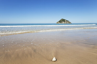 Neuseeland, Ostkap, Anaura Bay, Strand mit Cooks Turban Muschel, Cookia sulcata - GWF004809