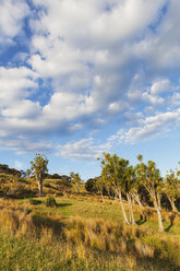 Neuseeland, Nordinsel, Ostkap, Region Tolaga Bay, Abendlicht und Cabbage trees, Cordyline australis - GWF004827