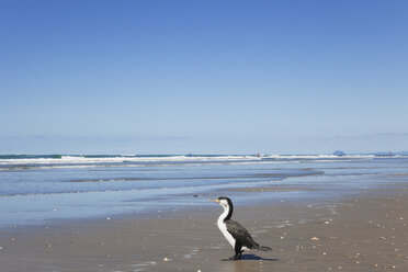 Neuseeland, Nordinsel, Coromandel-Region, Waihi Beach, Cormoran, Südpazifik - GWF004839