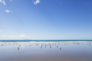 Neuseeland, Nordinsel, Coromandel-Region, Waihi Beach, Südliche Mantelmöwe, Dominikanermöwe, Larus dominicanus - GWF004843