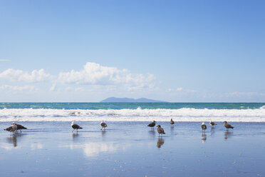 Neuseeland, Nordinsel, Coromandel-Region, Waihi Beach, Südliche Mantelmöwe, Dominikanermöwe, Larus dominicanus - GWF004844