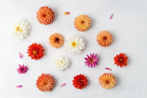 Blossoms of different dahlias on white ground - MYF001695