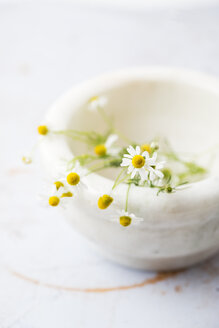 Chamomile flower in mortar - MYF001700
