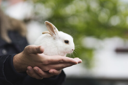 Kleiner Hase auf der Hand sitzend - CHPF000230