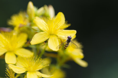 Johanniskraut und Schwebfliege - MYF001703