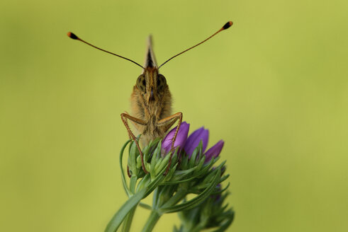 Dunkelgrüner Fritillary auf Knospe - MJOF001237