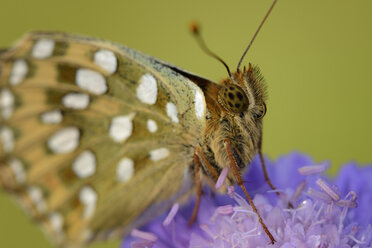 Dunkelgrüner Fritillary auf einer Blüte - MJOF001238