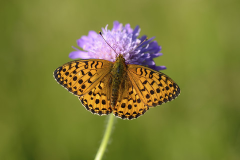 Dunkelgrüner Fritillary auf einer Blüte, lizenzfreies Stockfoto