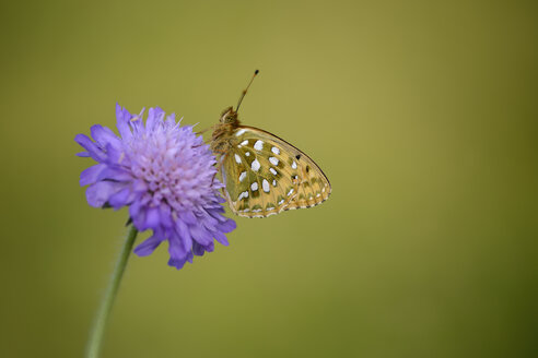 Dunkelgrüner Fritillary auf einer Blüte - MJOF001240