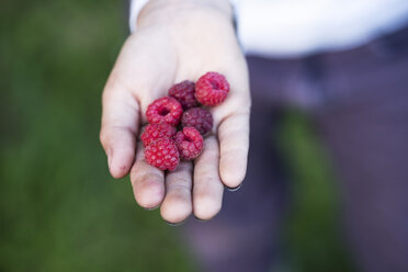 Boys hand holding raspberries - MYF001706