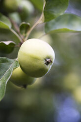 Apple growing on tree, close-up - MYF001707