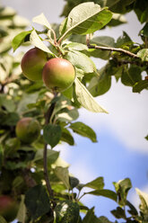 Äpfel wachsen am Baum - EVGF003026