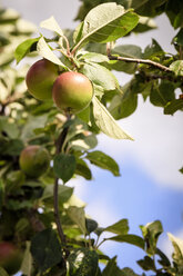 Apples growing on tree - EVGF003026
