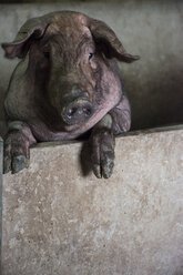 Salamanca, Spanien, iberisches Schwein lehnt an einer Wand in einem Fabrikbetrieb - ABZF000805