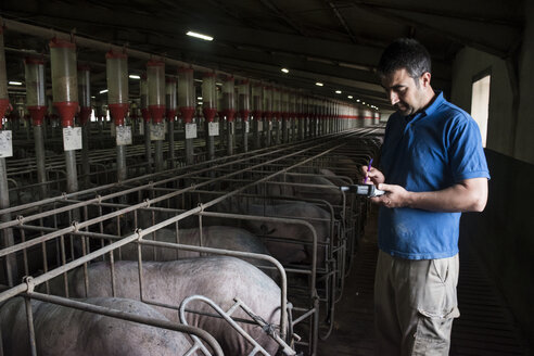 Salamanca, Spain, Pig farmer examining iberian pigs with a pda in a factory farm - ABZF000810