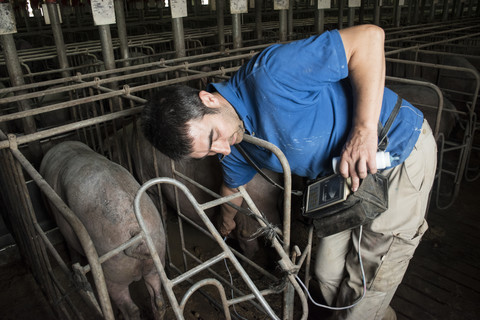 Salamanca, Spanien, Schweinezüchter, der die Trächtigkeit eines iberischen Schweins mit einem Ultraschallgerät überprüft, lizenzfreies Stockfoto