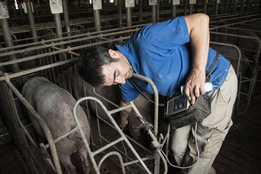 Salamanca, Spanien, Schweinezüchter, der die Trächtigkeit eines iberischen Schweins mit einem Ultraschallgerät überprüft - ABZF000812