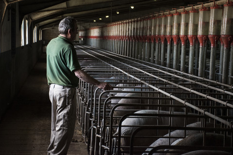 Salamanca, Spanien, Schweinezüchter, der seine iberischen Schweine in einer Fabrikanlage beobachtet, lizenzfreies Stockfoto