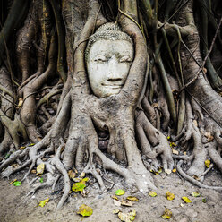 Thailand, Ayutthaya, Kopf eines Sandsteinbuddhas zwischen Baumwurzeln im Wat Mahathat - GIOF001289