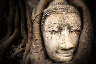 Thailand, Ayutthaya, head of sandstone Buddha between tree roots at Wat Mahathat - GIOF001292