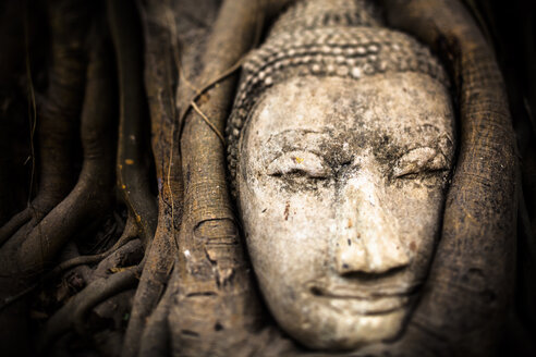 Thailand, Ayutthaya, Kopf eines Sandsteinbuddhas zwischen Baumwurzeln im Wat Mahathat - GIOF001292