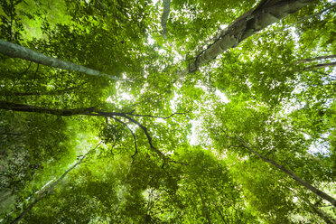 Thailand, trees in the rainforest seen from below - GIOF001311