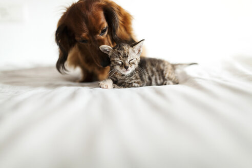 Long-haired dachshund and tabby kitten together on bed - VABF000706