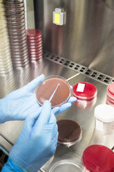 Laboratory technician in analytical laboratory culturing cells in petri dish - ABZF000845