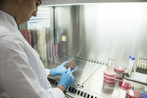 Labortechniker im analytischen Labor, der Zellen in Petrischalen züchtet - ABZF000846