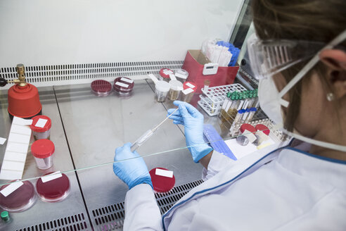 Labortechniker im analytischen Labor, der Zellen in Petrischalen züchtet - ABZF000850