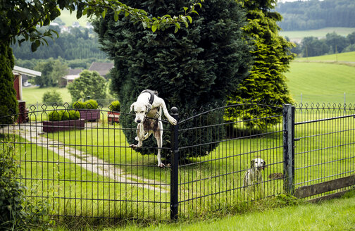 Dog climbing over fence - REAF000084