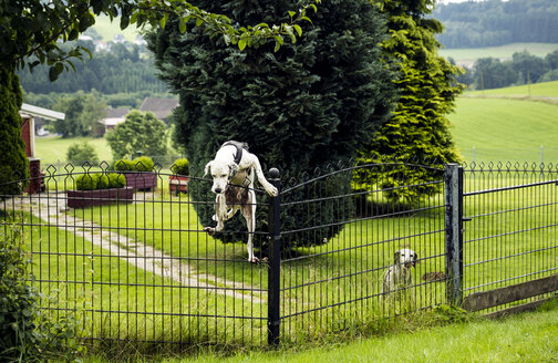 Hund klettert über Zaun - REAF000084