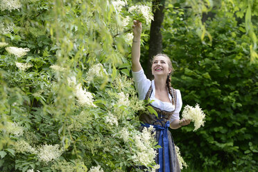 Germany, Bavaria, smiling woman wearing dirndl picking elderflowers - LBF001449