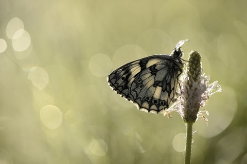 Marmorierter weißer Behang auf Blüte, lizenzfreies Stockfoto