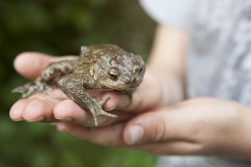 Frosch auf der Hand eines Jungen - RBF004821