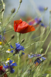 Poppy, Papaver rhoeas, and cornflowers, Centaurea cyanus - JUNF000535