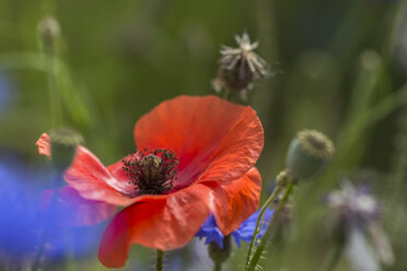 Poppy, Papaver rhoeas, close up - JUNF000536